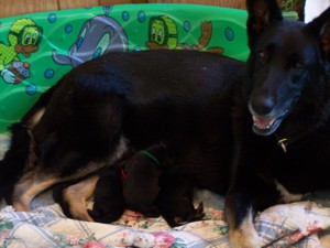 Norah 2001 pups